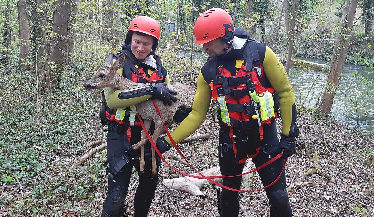 Englischer Garten Familienvater mit Sprössling rettet Reh