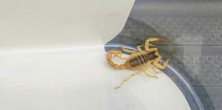 Hadern: 32-Jähriger tritt auf Kalifornischen Skorpion